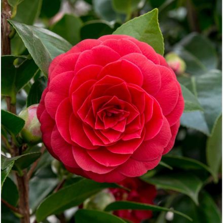 Agrandir l'image de Camellia jap. 'Black Lace' Image de Camellia jap. 'Black Lace'