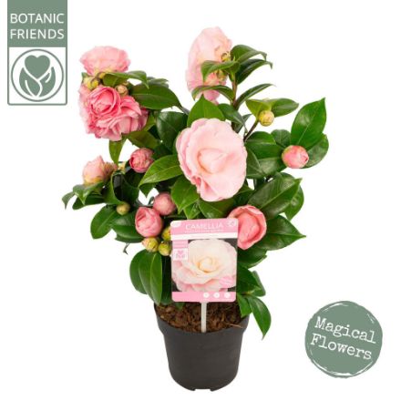 Agrandir l'image de Camellia jap. 'Nuccio's Cameo' Image de Camellia jap. 'Nuccio's Cameo'