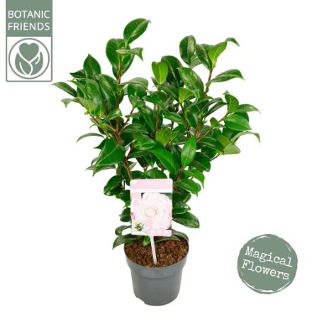 Agrandir l'image de Camellia jap. 'Nuccio's Cameo' Image de Camellia jap. 'Nuccio's Cameo'