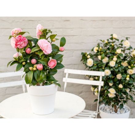 Agrandir l'image de Camellia jap. 'Nuccio's Cameo' Image de Camellia jap. 'Nuccio's Cameo'