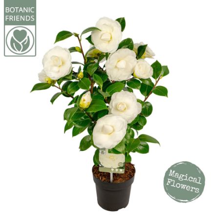 Agrandir l'image de Camellia jap. 'Nuccio's Gem' Image de Camellia jap. 'Nuccio's Gem'