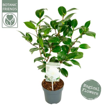 Agrandir l'image de Camellia jap. 'Nuccio's Gem' Image de Camellia jap. 'Nuccio's Gem'