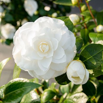 Agrandir l'image de Camellia jap. 'Nuccio's Gem' Image de Camellia jap. 'Nuccio's Gem'