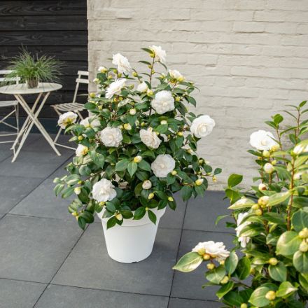 Agrandir l'image de Camellia jap. 'Nuccio's Gem' Image de Camellia jap. 'Nuccio's Gem'