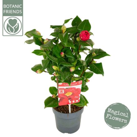 Agrandir l'image de Camellia jap. 'Dr. King' Image de Camellia jap. 'Dr. King'