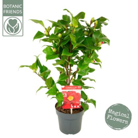 Agrandir l'image de Camellia jap. 'Dr. King' Image de Camellia jap. 'Dr. King'