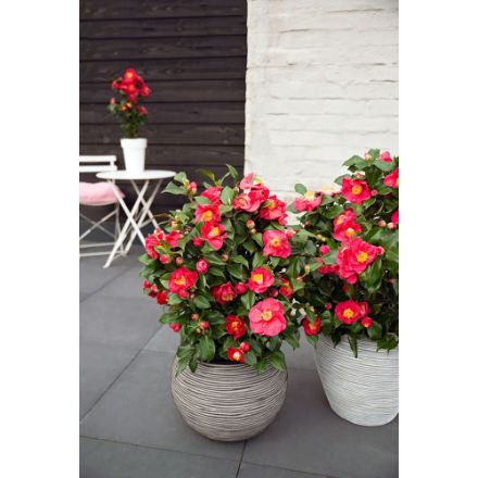 Agrandir l'image de Camellia jap. 'Dr. King' Image de Camellia jap. 'Dr. King'