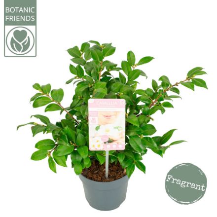 Agrandir l'image de Camellia 'Winter Perfume Pearl'® Image de Camellia 'Winter Perfume Pearl'®