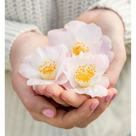 Agrandir l'image de Camellia 'Winter Perfume Pearl'® Image de Camellia 'Winter Perfume Pearl'®