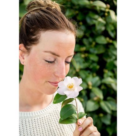 Agrandir l'image de Camellia 'Winter Perfume Pearl'® Image de Camellia 'Winter Perfume Pearl'®