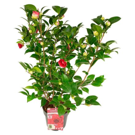 Agrandir l'image de Camellia jap. 'Black Lace' Image de Camellia jap. 'Black Lace'