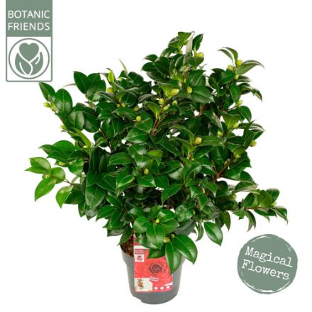 Agrandir l'image de Camellia jap. 'Black Lace' Image de Camellia jap. 'Black Lace'