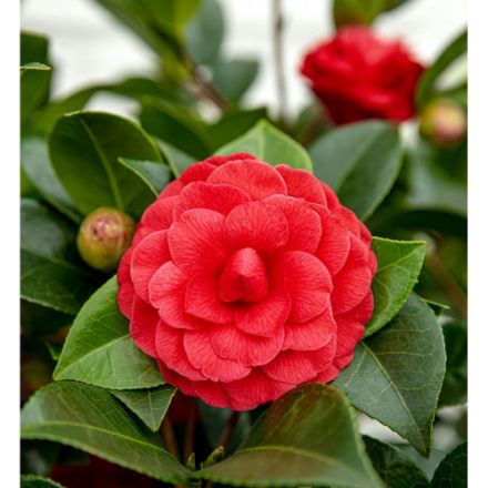 Agrandir l'image de Camellia jap. 'Black Lace' Image de Camellia jap. 'Black Lace'