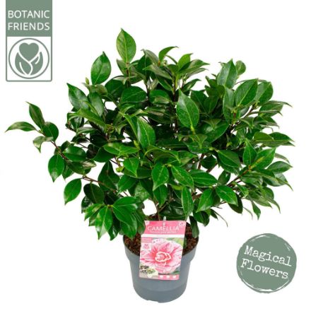 Agrandir l'image de Camellia jap. 'Bonomiana' Image de Camellia jap. 'Bonomiana'