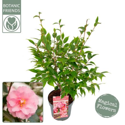 Agrandir l'image de Camellia jap. 'Spring Festival' Image de Camellia jap. 'Spring Festival'