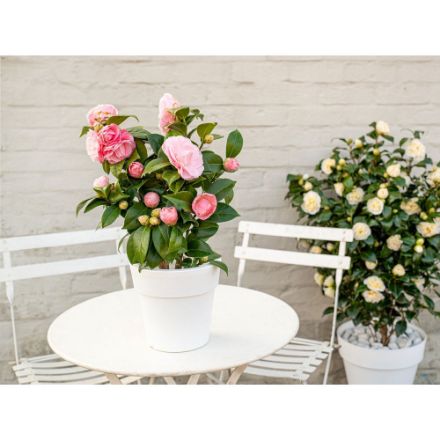 Agrandir l'image de Camellia jap. 'Nuccio's Cameo' Image de Camellia jap. 'Nuccio's Cameo'