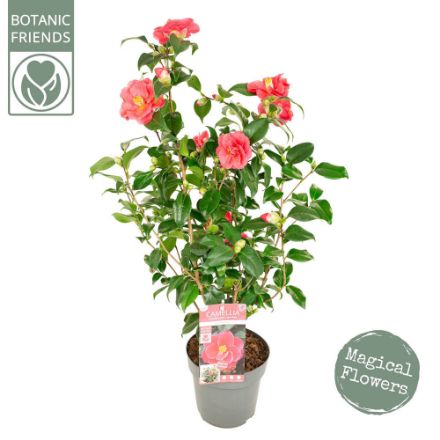 Agrandir l'image de Camellia ret. 'Mary Williams' Image de Camellia ret. 'Mary Williams'