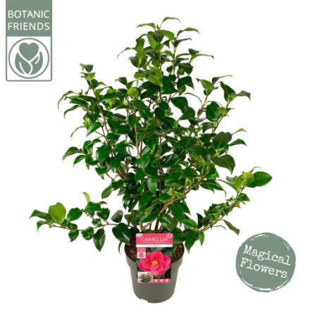 Agrandir l'image de Camellia ret. 'Mary Williams' Image de Camellia ret. 'Mary Williams'