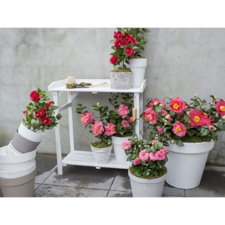 Agrandir l'image de Camellia ret. 'Mary Williams' Image de Camellia ret. 'Mary Williams'