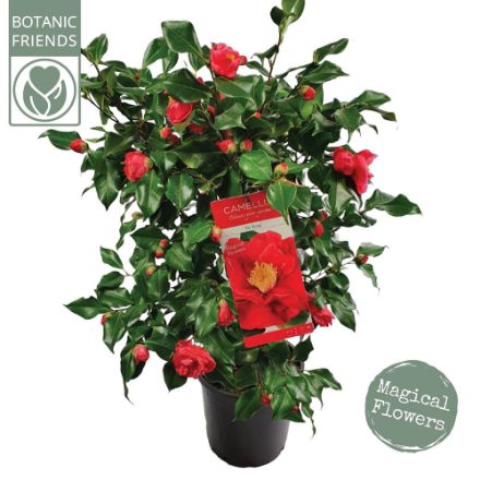 Agrandir l'image de Camellia jap. 'Dr. King' Image de Camellia jap. 'Dr. King'