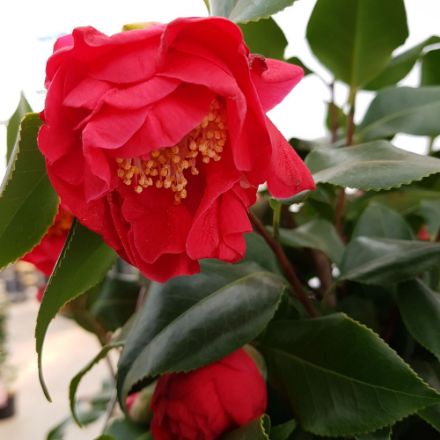 Agrandir l'image de Camellia jap. 'Dr. King' Image de Camellia jap. 'Dr. King'