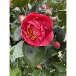 Image de Camellia jap. 'Dr. King'