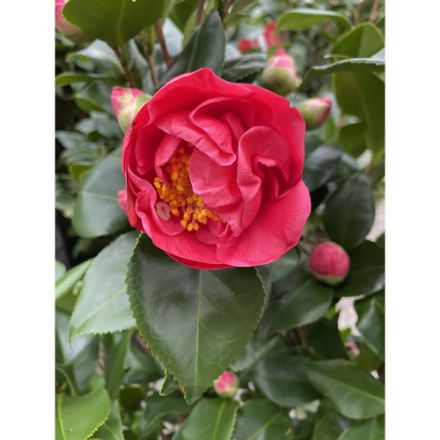 Agrandir l'image de Camellia jap. 'Dr. King' Image de Camellia jap. 'Dr. King'
