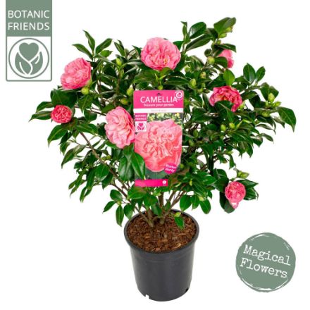 Agrandir l'image de Camellia jap. 'Marie Bracey' Image de Camellia jap. 'Marie Bracey'