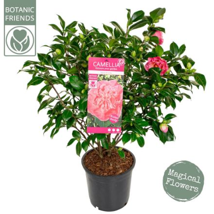 Agrandir l'image de Camellia jap. 'Marie Bracey' Image de Camellia jap. 'Marie Bracey'