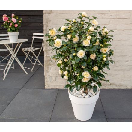 Agrandir l'image de Camellia wil. 'Jury's Yellow' Image de Camellia wil. 'Jury's Yellow'