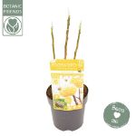 Image de Edgeworthia chrysantha 'Honey Sunshine’