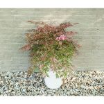 Image de Acer palm. 'Extravaganza' (PBR)