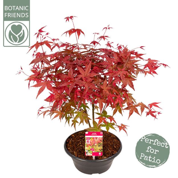 Image de Acer palm. 'Beni-maiko'