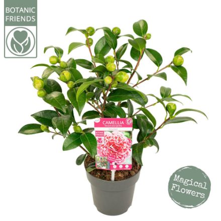 Agrandir l'image de Camellia jap. 'Volunteer'® (PBR) Image de Camellia jap. 'Volunteer'® (PBR)