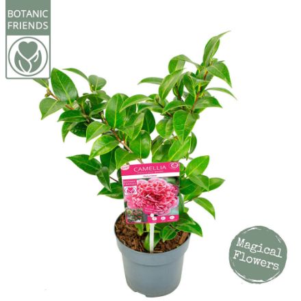 Agrandir l'image de Camellia jap. 'Volunteer'® (PBR) Image de Camellia jap. 'Volunteer'® (PBR)