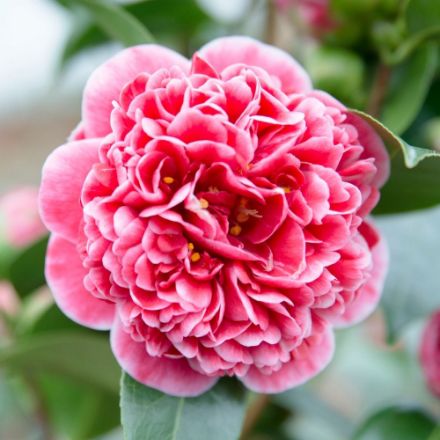 Agrandir l'image de Camellia jap. 'Volunteer'® (PBR) Image de Camellia jap. 'Volunteer'® (PBR)