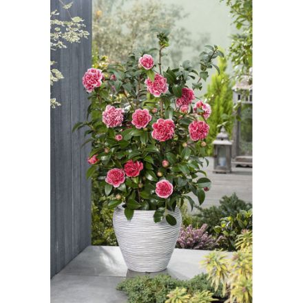 Agrandir l'image de Camellia jap. 'Volunteer'® (PBR) Image de Camellia jap. 'Volunteer'® (PBR)