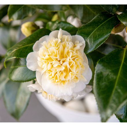 Agrandir l'image de Camellia jap. 'Jury's Yellow' Image de Camellia jap. 'Jury's Yellow'