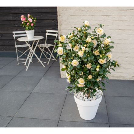 Agrandir l'image de Camellia jap. 'Jury's Yellow' Image de Camellia jap. 'Jury's Yellow'