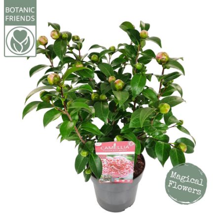 Agrandir l'image de Camellia jap. 'Volunteer'® (PBR) Image de Camellia jap. 'Volunteer'® (PBR)