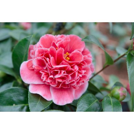 Agrandir l'image de Camellia jap. 'Volunteer'® (PBR) Image de Camellia jap. 'Volunteer'® (PBR)