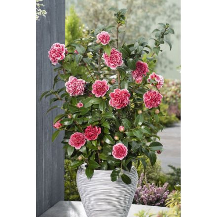 Agrandir l'image de Camellia jap. 'Volunteer'® (PBR) Image de Camellia jap. 'Volunteer'® (PBR)