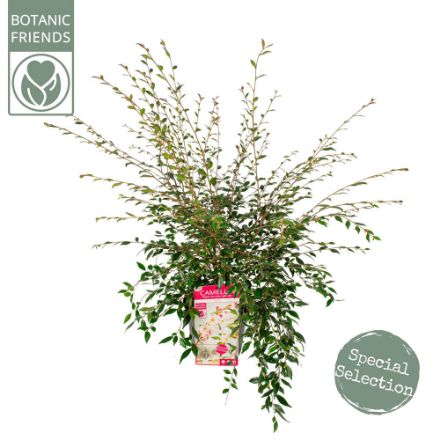 Agrandir l'image de Camellia rost. 'Cupido'® (PBR) Image de Camellia rost. 'Cupido'® (PBR)