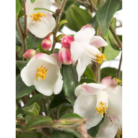Agrandir l'image de Camellia rost. 'Cupido'® (PBR) Image de Camellia rost. 'Cupido'® (PBR)