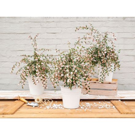 Agrandir l'image de Camellia rost. 'Cupido'® (PBR) Image de Camellia rost. 'Cupido'® (PBR)