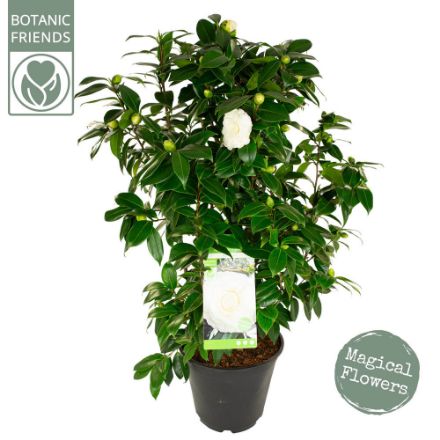 Agrandir l'image de Camellia jap. 'Matterhorn' Image de Camellia jap. 'Matterhorn'