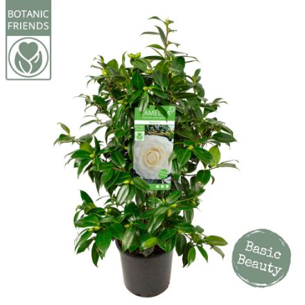 Agrandir l'image de Camellia jap. 'Matterhorn' Image de Camellia jap. 'Matterhorn'