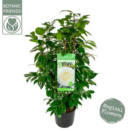 Agrandir l'image de Camellia jap. 'Matterhorn' Image de Camellia jap. 'Matterhorn'