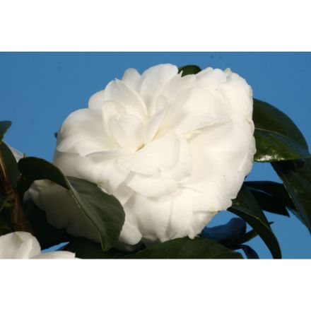 Agrandir l'image de Camellia jap. 'Matterhorn' Image de Camellia jap. 'Matterhorn'