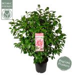 Image de Camellia jap. 'Bonomiana'